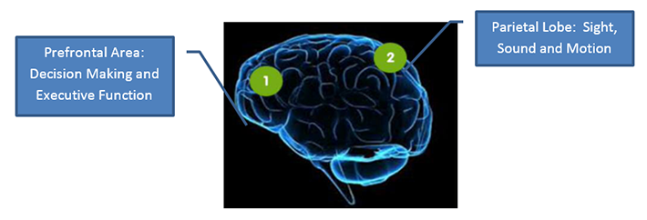 Brain with Prefrontal Area: Decision making and Executive Function labeled and Parietal Lobe: Sight, Sound and motion area labeled.